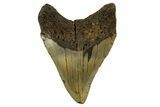 Fossil Megalodon Tooth - North Carolina #328252-2
